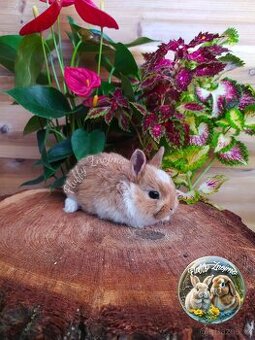 Zakrslí králíčci ze Znojma 2 kluci