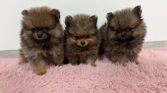 Štěňátka Pomeranian s PP FCI