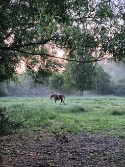 Pastevní ustájení pro nekonfliktní koně