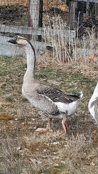 Prodám housera Husy labutí