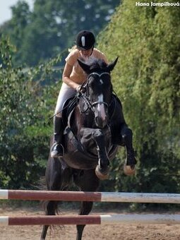 Ošetřovatel koní, jezdec, práce u koní - 1