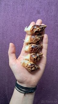 Lissachatina reticulata albino body - africký šnek