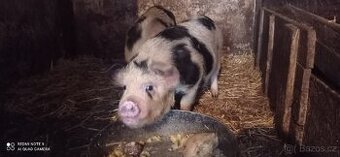 Kune-Kune