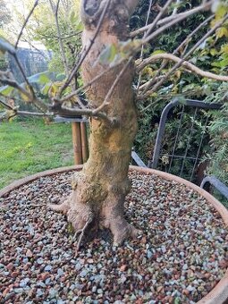 Bonsai, bonsaj Javor
