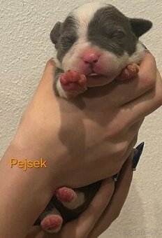 American Bully XL - štěňata - rezervace