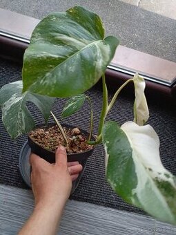 Monstera albo