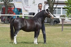 Prodáme valáška Welsh mountain pony