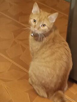 Roční kočka