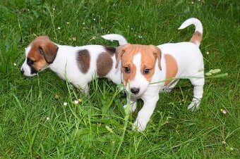 Štěňata Jack Russell terier, dvě fenky - 1
