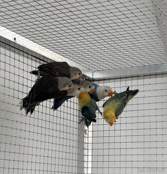 Agapornis Fischeri