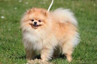 Pomeranian FCI chovný - nabídka krytí OSTRAVA