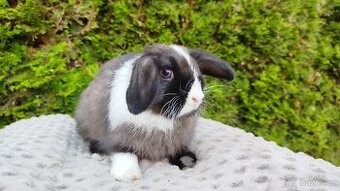 Zakrslý beránek, králík, králíček - TEA