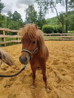 Hřebeček pony