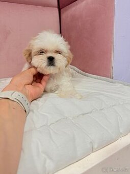 Shih-tzu s PP, Shih tzu, Shi tzu, si-cu, Shi-tzu, shi cu