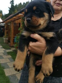 Štěňata rotwajleru