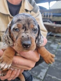 Štěňata jezevčíka tygrovaného