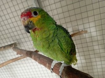 Amazonan žlutolící ručně dokrmeny Brno