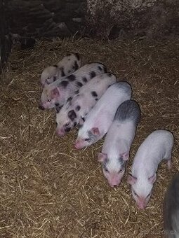 Gottingenské mini prasátka