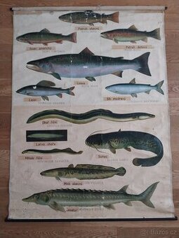 retro výukový obraz ryby