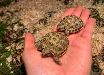 Želva suchozemská - zelenavá, vroubená, stepní, žlutohnědá