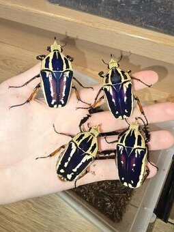 Mecynorrhina torquata ugandensis