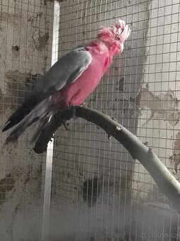 Kakadu růžový samice