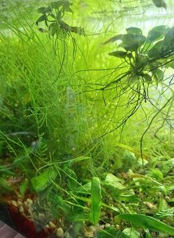 Prodám jávský mech