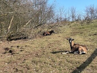 Prodám kozy