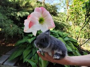 Bílopesíkatý havanovitý zakrslý králík
