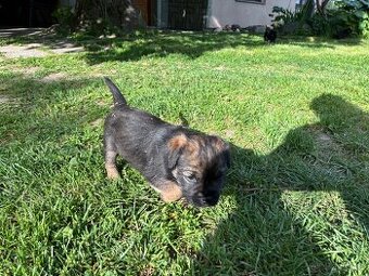 Border terier