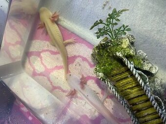 Axolotl