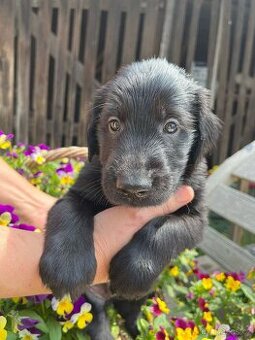 štěňě Flat Coated Retriever