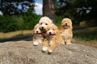 Maltipoo