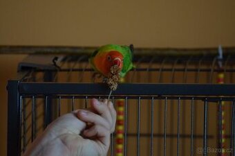 Prodám 2 papoušky Agapornis Fischeri Opalín