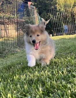 Sheltie šeltie s PP