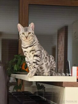 Bengalsky kocour, kočka s rodokmenom - 1