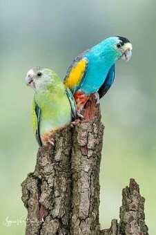 Papoušek žlutoramenný