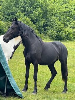 Mladá černá klisna