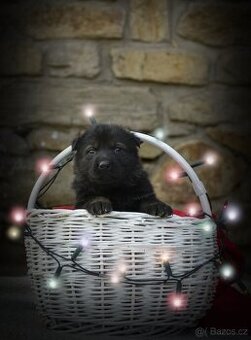 Německý ovčák s PP - 1