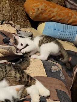 kotátko velemazlivé