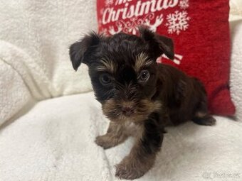 Jorksirsky terier biwier