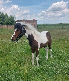 Prodám valacha APH  atraktivní barvy