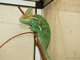 Chameleon jemenský (Chamaeleo calyptratus)