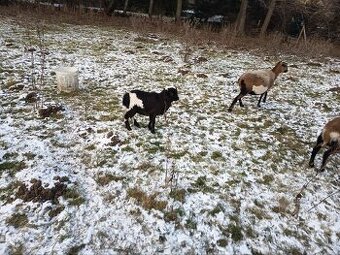 Beránek Kamerunský