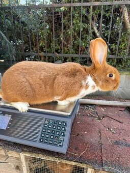 Prodám Samice k chovu - 1