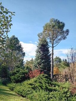 Jeffreyova severoamerická borovice tvz. těžká