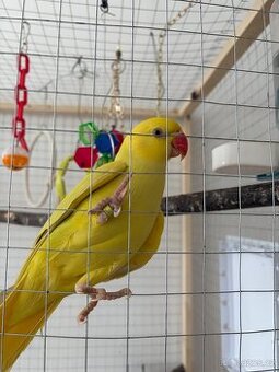 Alexandr malý/pětiměsíční papoušek