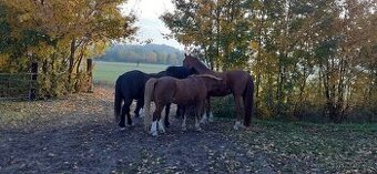 Pronájem, ježdění na koních