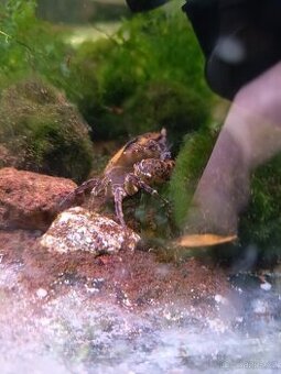 Prodej krabů ,krevetek a krunýřovců