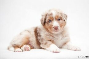 Krytí - Auo, Australský ovčák s PP